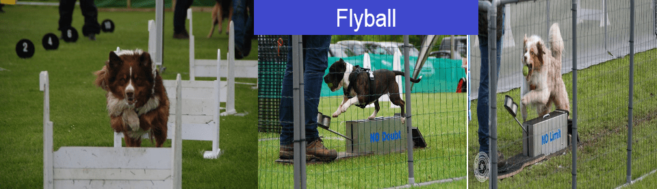 flyball